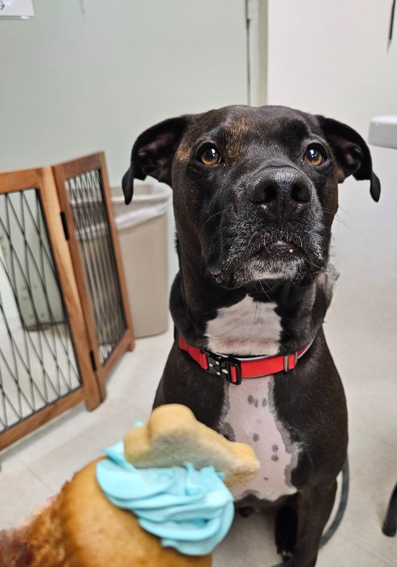 Customer photo review of FI Martingale Collar