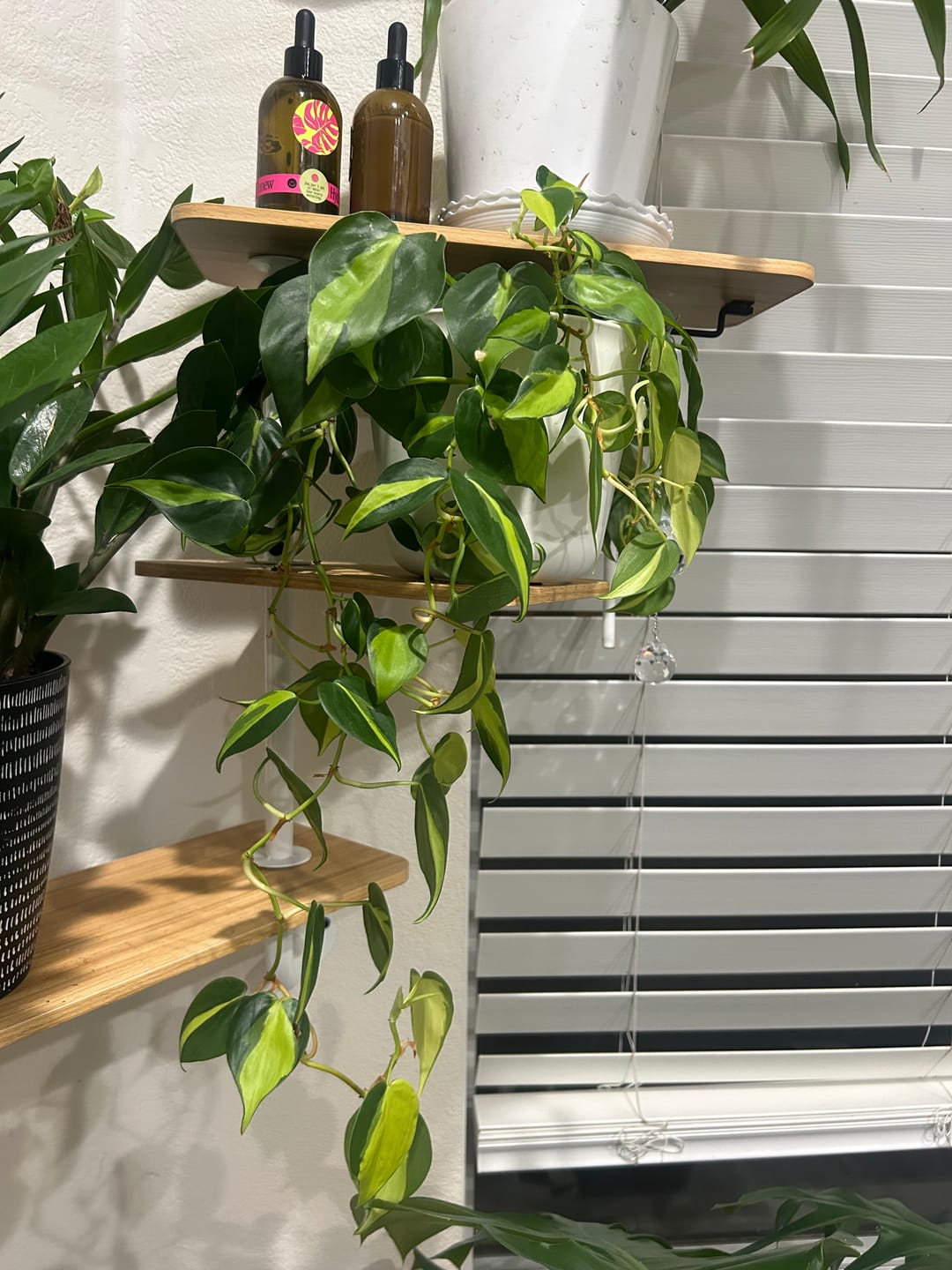Customer photo review of Plant Food