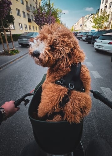 Customer's fluffy dog sits in a black Kvisp Dog Bike Carrier during a bike ride on a city street.