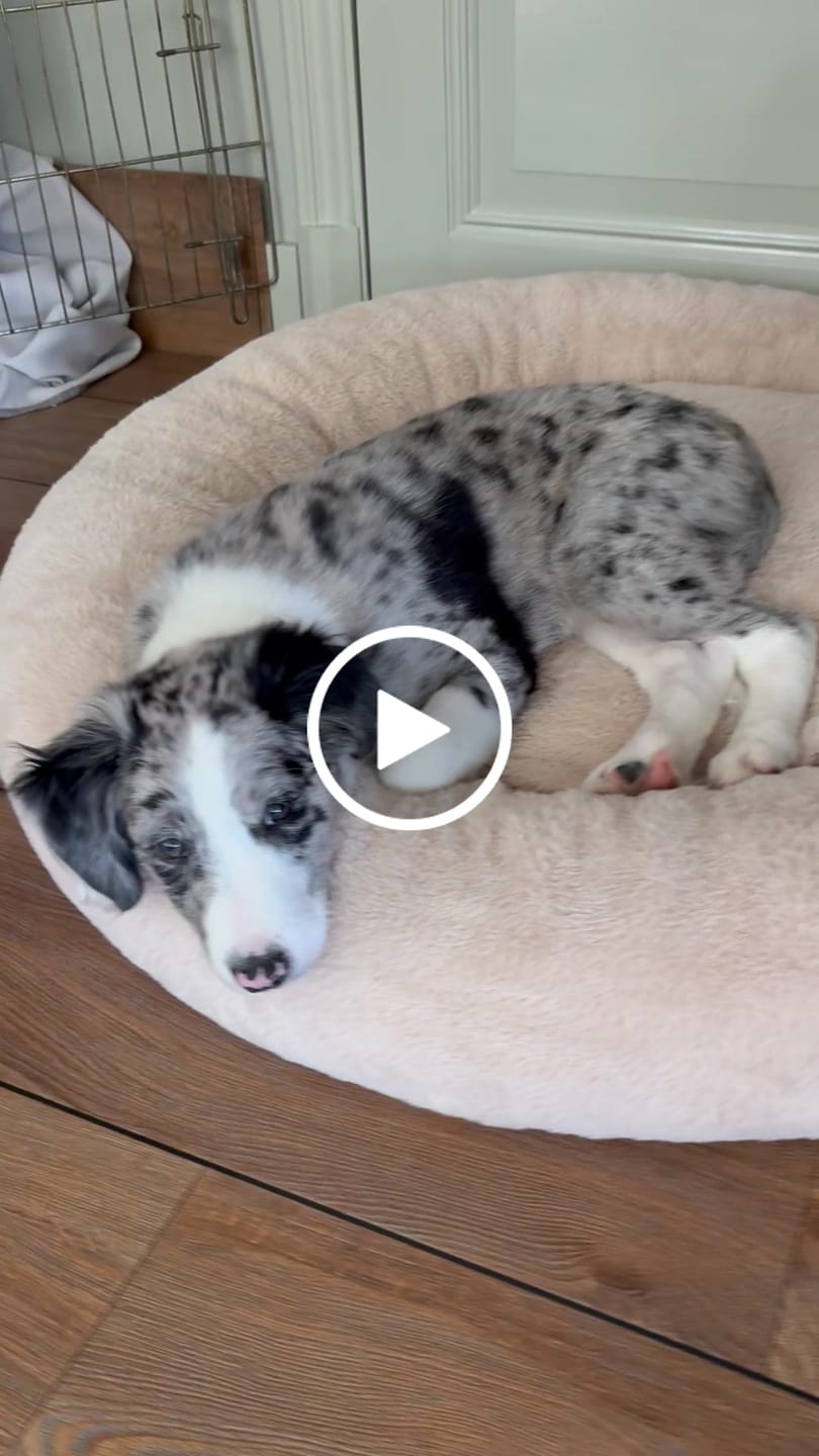 Customer video review of Pet Perfect Hondenkam - Ondervacht