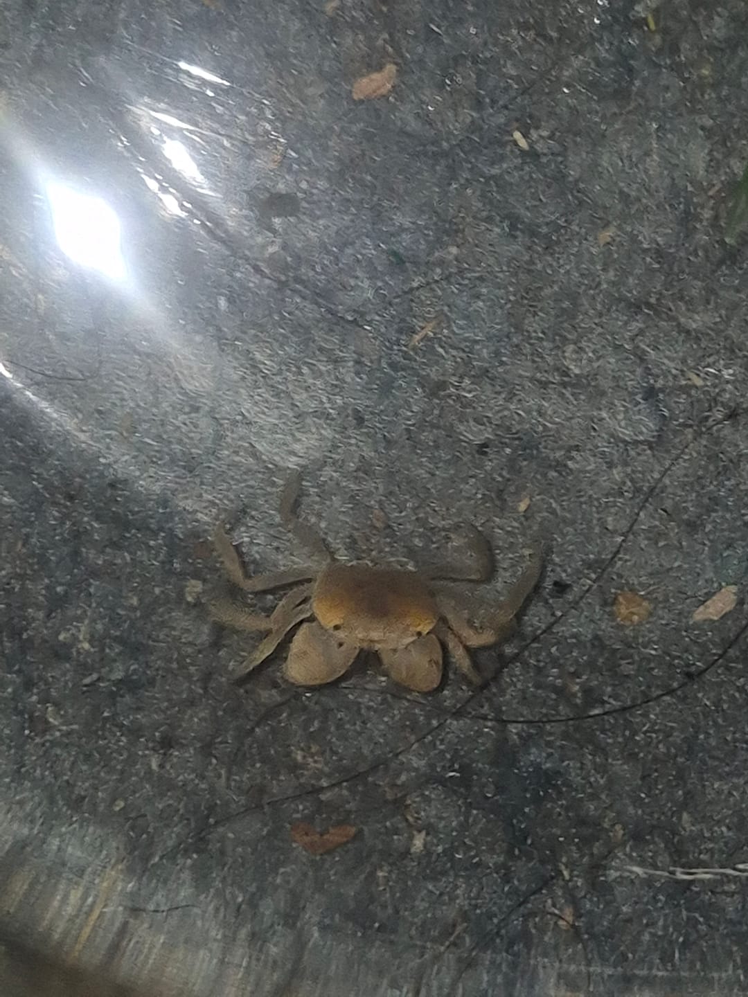 Customer photo review of Freshwater Pom Pom Crab (Ptychognathus barbatus)