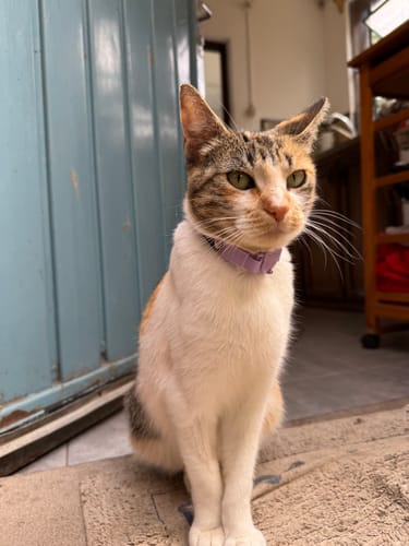 Customer photo review of Collar PVC Lavable Abrefácil (Gato)