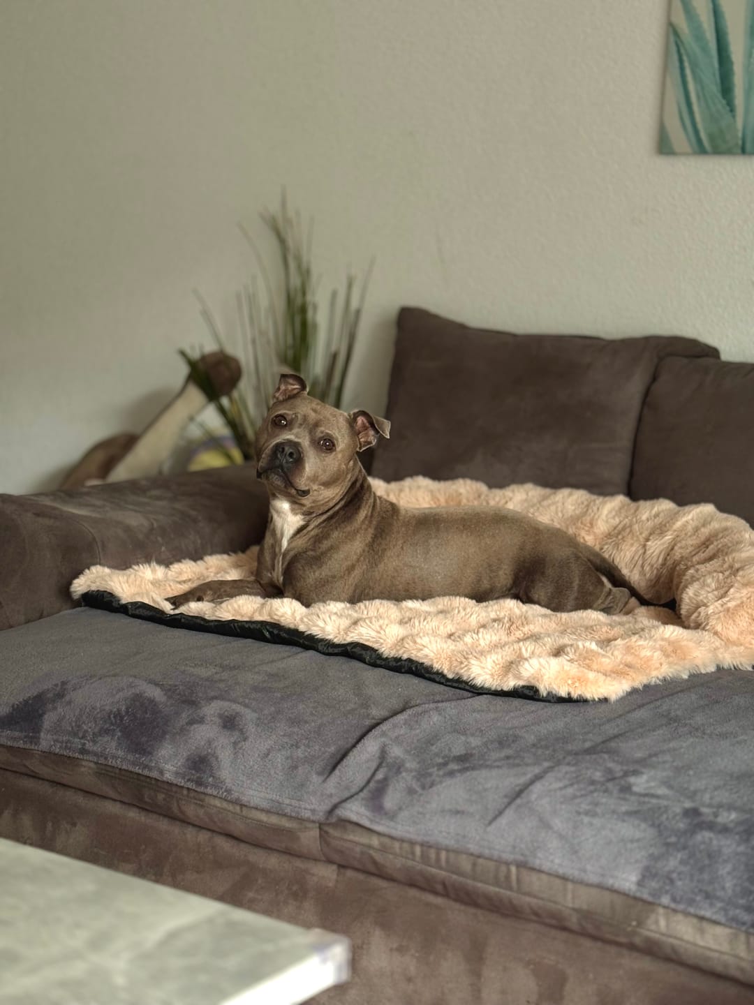 Customer photo review of Calming Fluffy Couch Cover Dog Bed - Beige