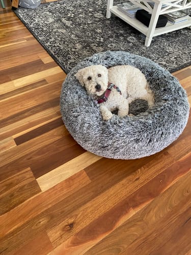 A customer's small white dog curled up comfortably in the plush, charcoal Premium Calming Pet Bed on a wood floor.