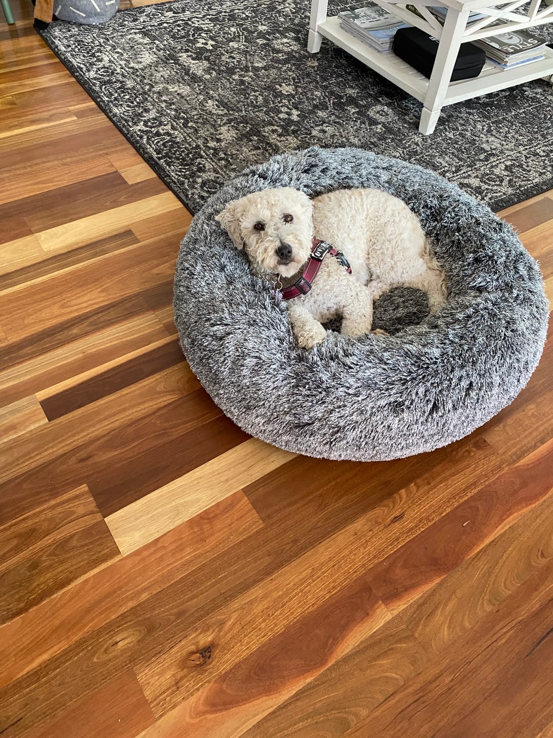 Customer photo review of Premium Calming Pet Bed with Removable Cover