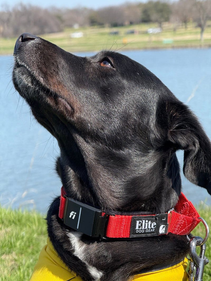 Customer photo review of FI Martingale Collar