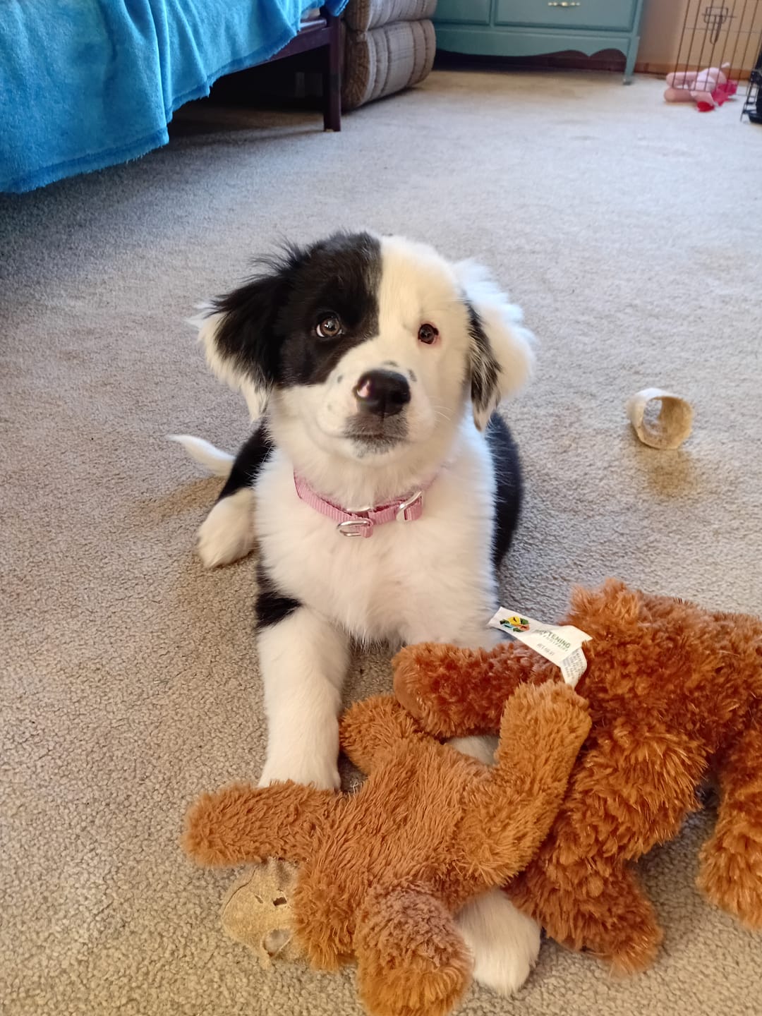 Customer photo review of Cushioned Martingale Collar - Pink