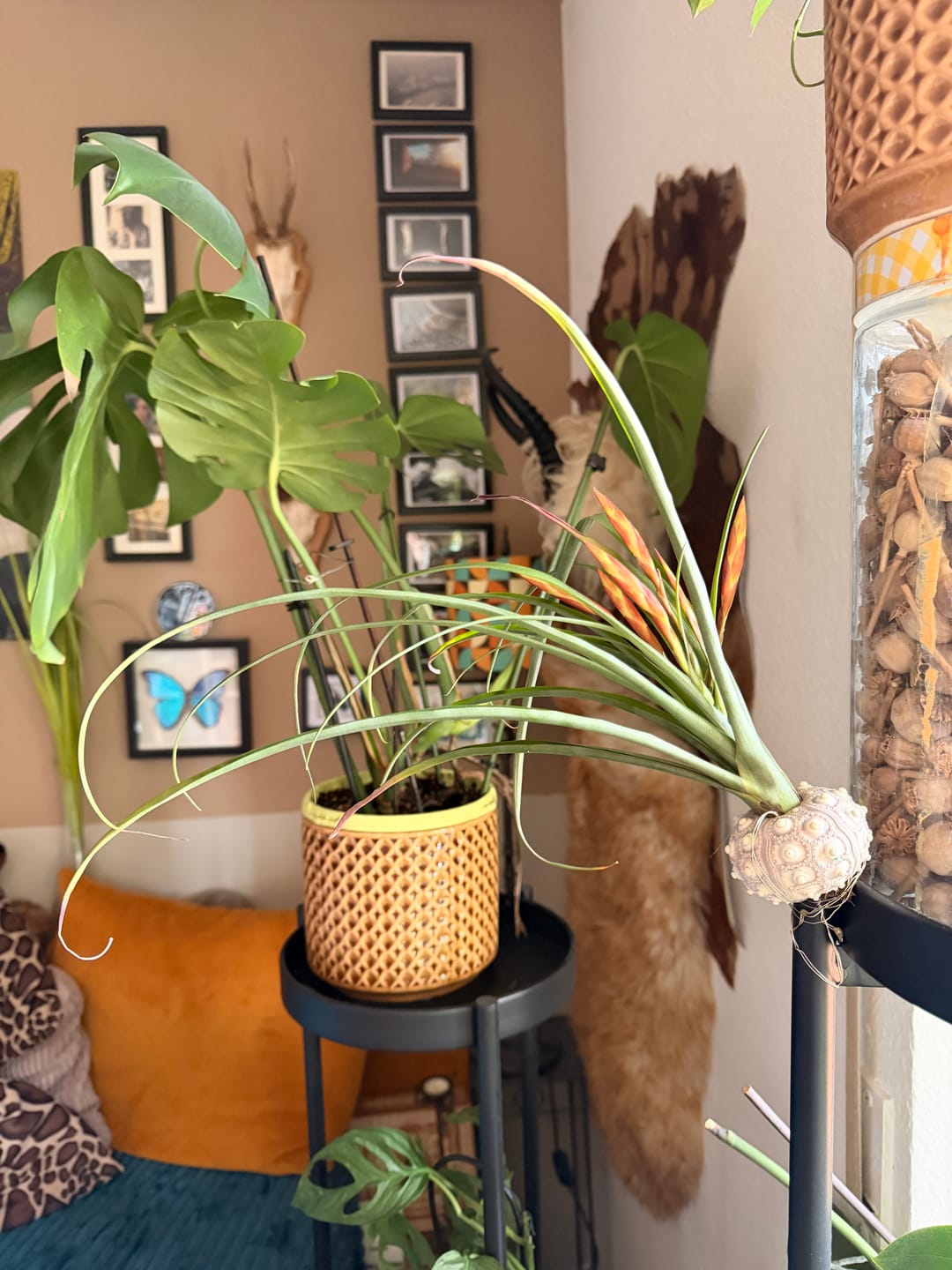 Customer photo review of Tillandsia flabellata 'L'