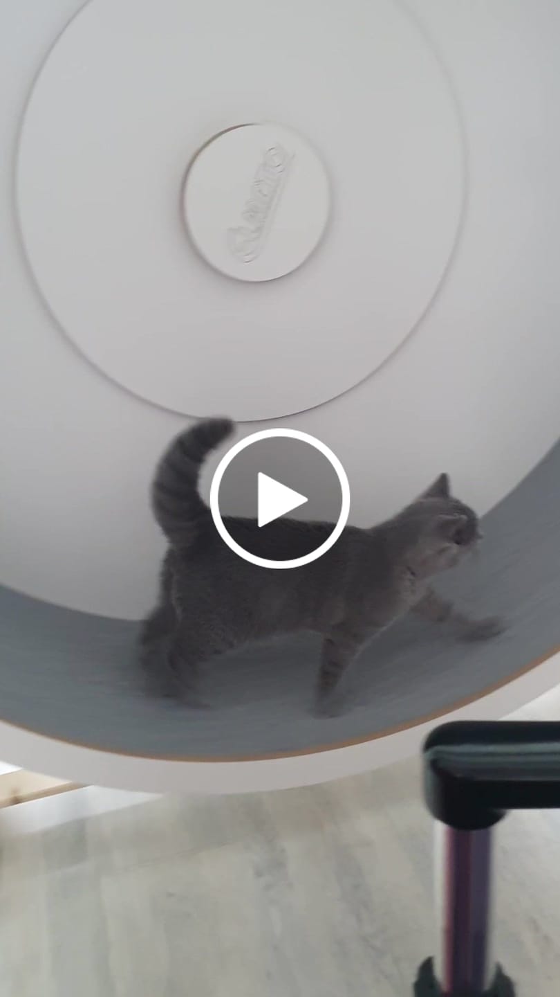 Customer video review of Elmato Katzenlaufrad Ersatztbelag Teppich & Vinyl 10759