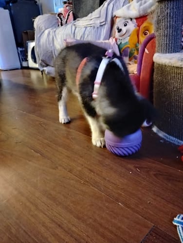 Customer photo review of FreezJumbo™ – Our Biggest & Toughest Enrichment Toy Ever