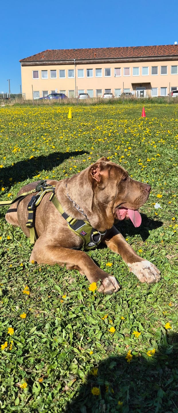 Customer photo review of Anti Pull Hurricane Harness Lighter | With Handle - Olive Green