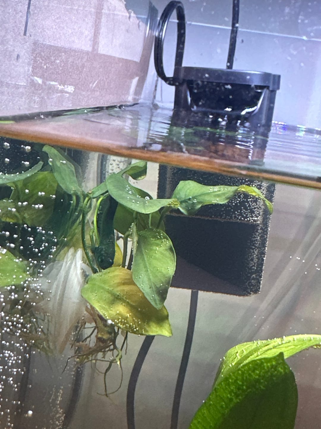 Customer photo review of Black Hulk Halfmoon Male Betta Fish | You Pick Fish
