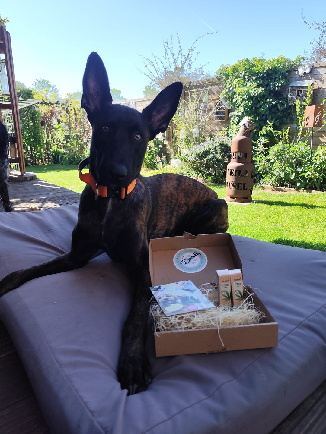 Customer photo review of 10% CBD Tropfen für Hunde