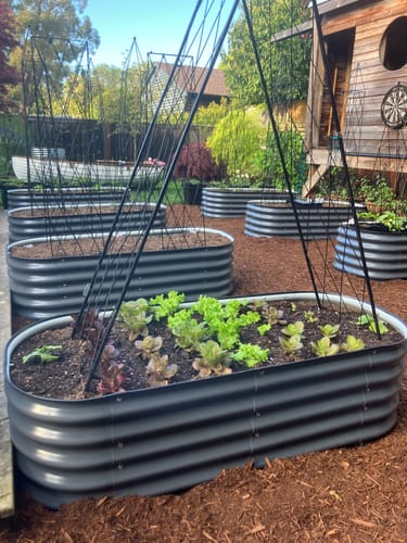 Customer's grey 17” Tall Modular garden beds in a backyard. The front bed has young lettuce and a tall A-frame trellis.