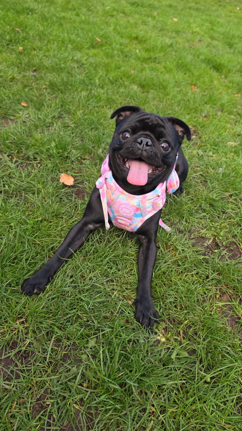 Customer photo review of Tie Dye Dog Harness - Colour Drops - Candy Floss