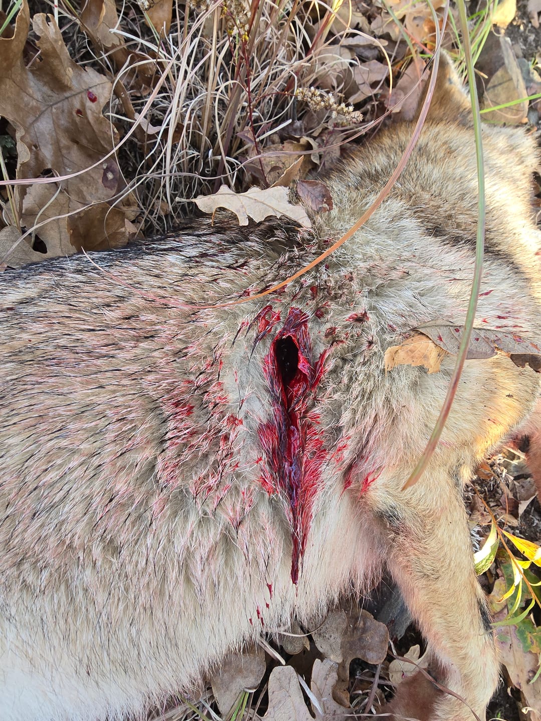 Customer photo review of Arrowhead -3 Blade