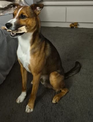 Customer photo review of Asta de ciervo para perros - Principiante