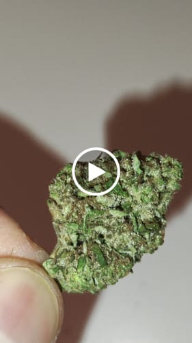 Customer video review of Biscotti Mintz 31% THCA