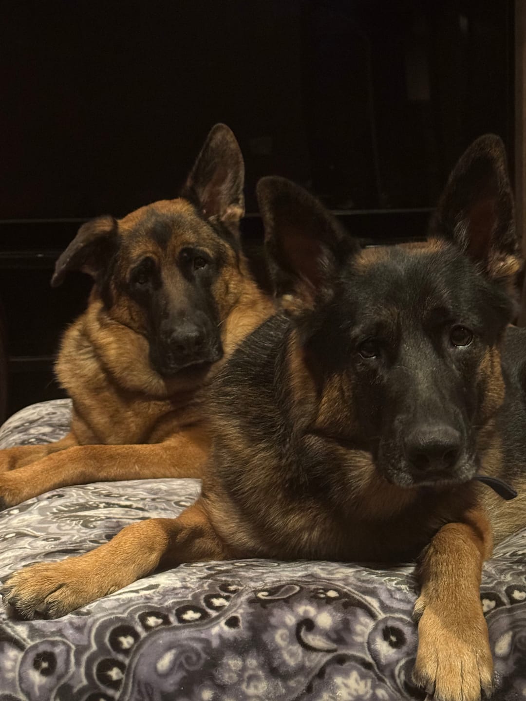 Customer photo review of OptiWize Collagen +Plus Dog and Cat Joint Health Supplement