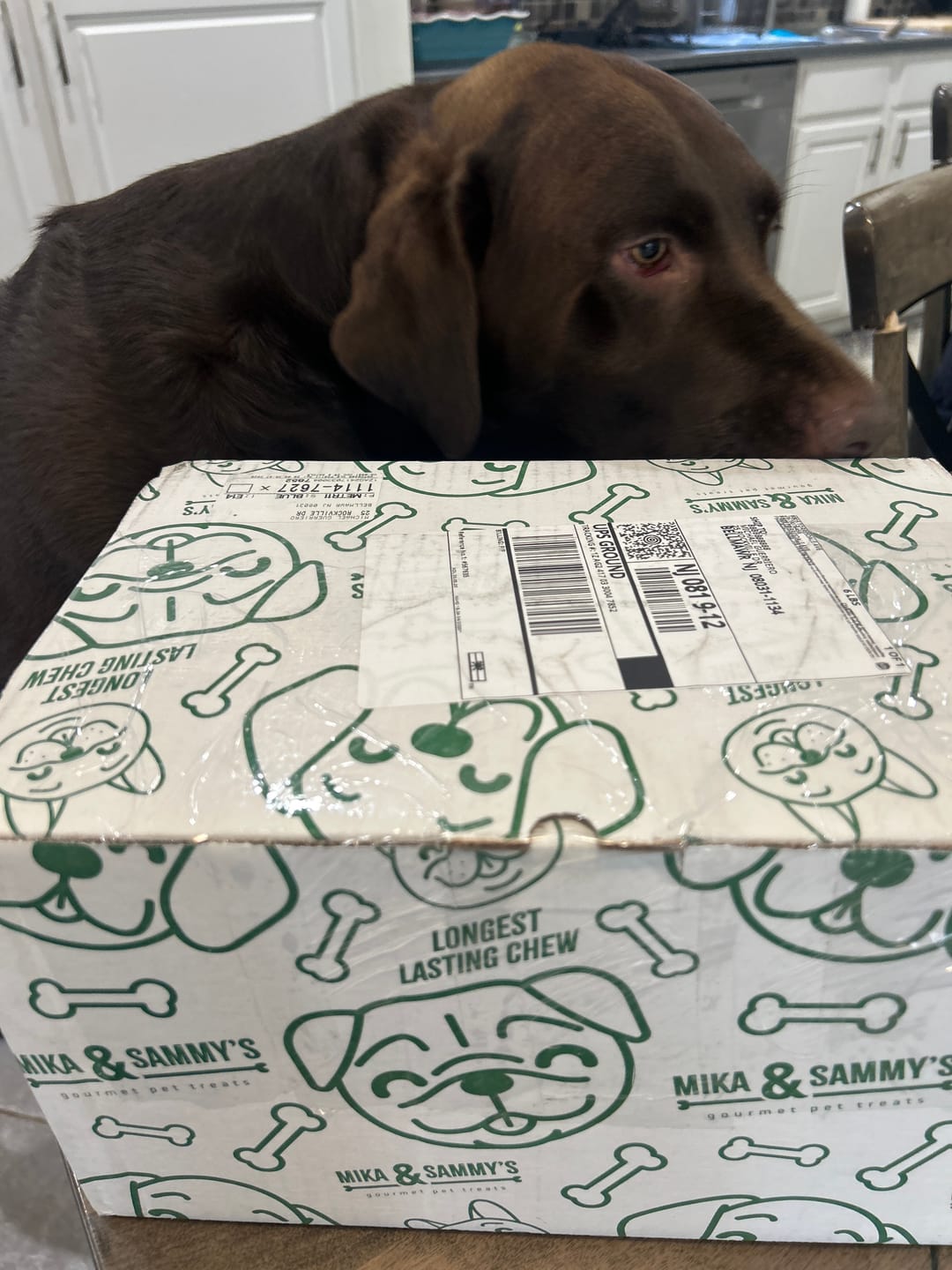 Customer photo review of Beef Gullet Jerky Sticks 6"