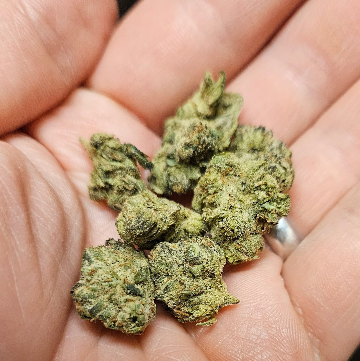 Customer photo review of Value Indoor Smalls