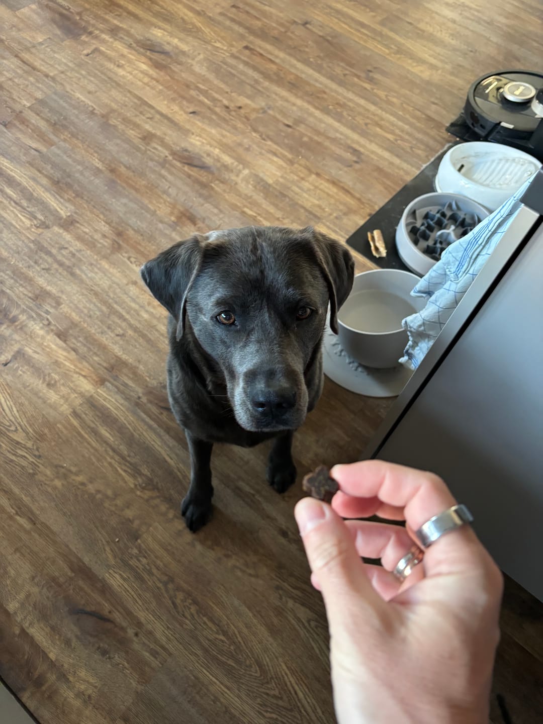Customer photo review of Probio Belly Snacks für Hunde mit BIOTICS³-Komplex: Präbiotika, Probiotika & Postbiotika