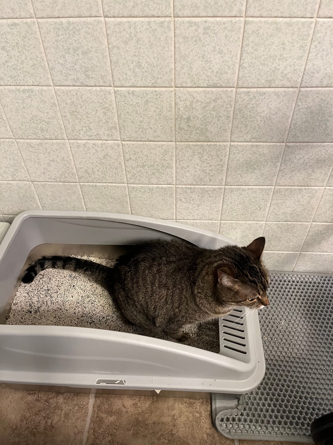 Customer photo review of 4 In 1 Mixed Cat Litter