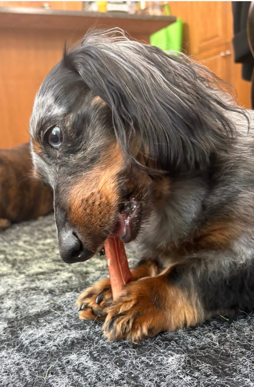 Customer photo review of 6 Inch Thick Bully Stick