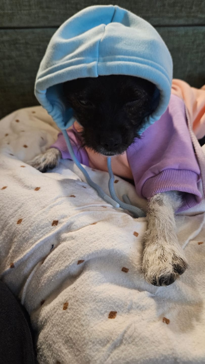 Customer photo review of Cotton Candy Dog Hoodie
