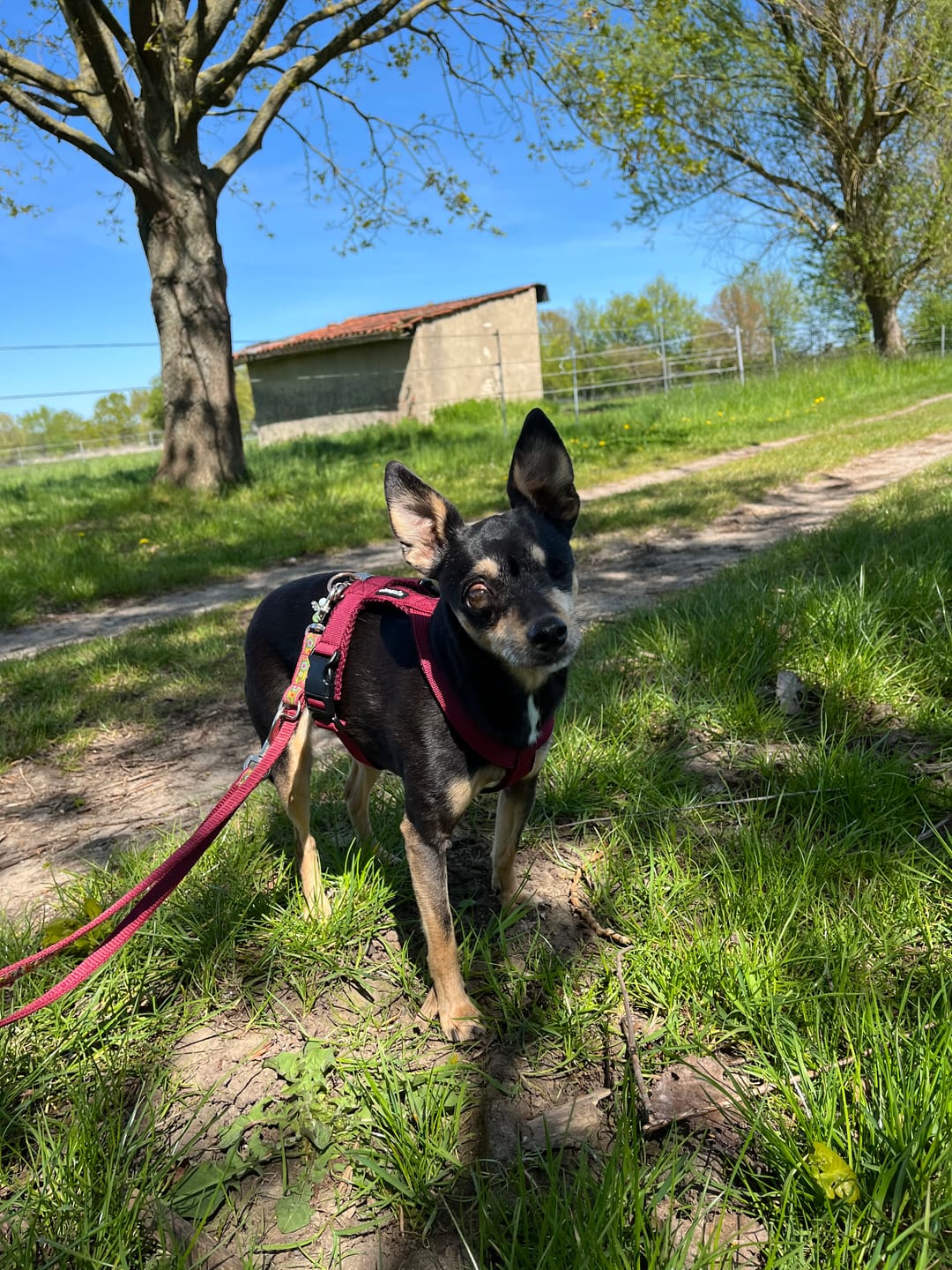 Customer photo review of Windhundgeschirr FUN Welpe/Windspiel "Bordeaux"