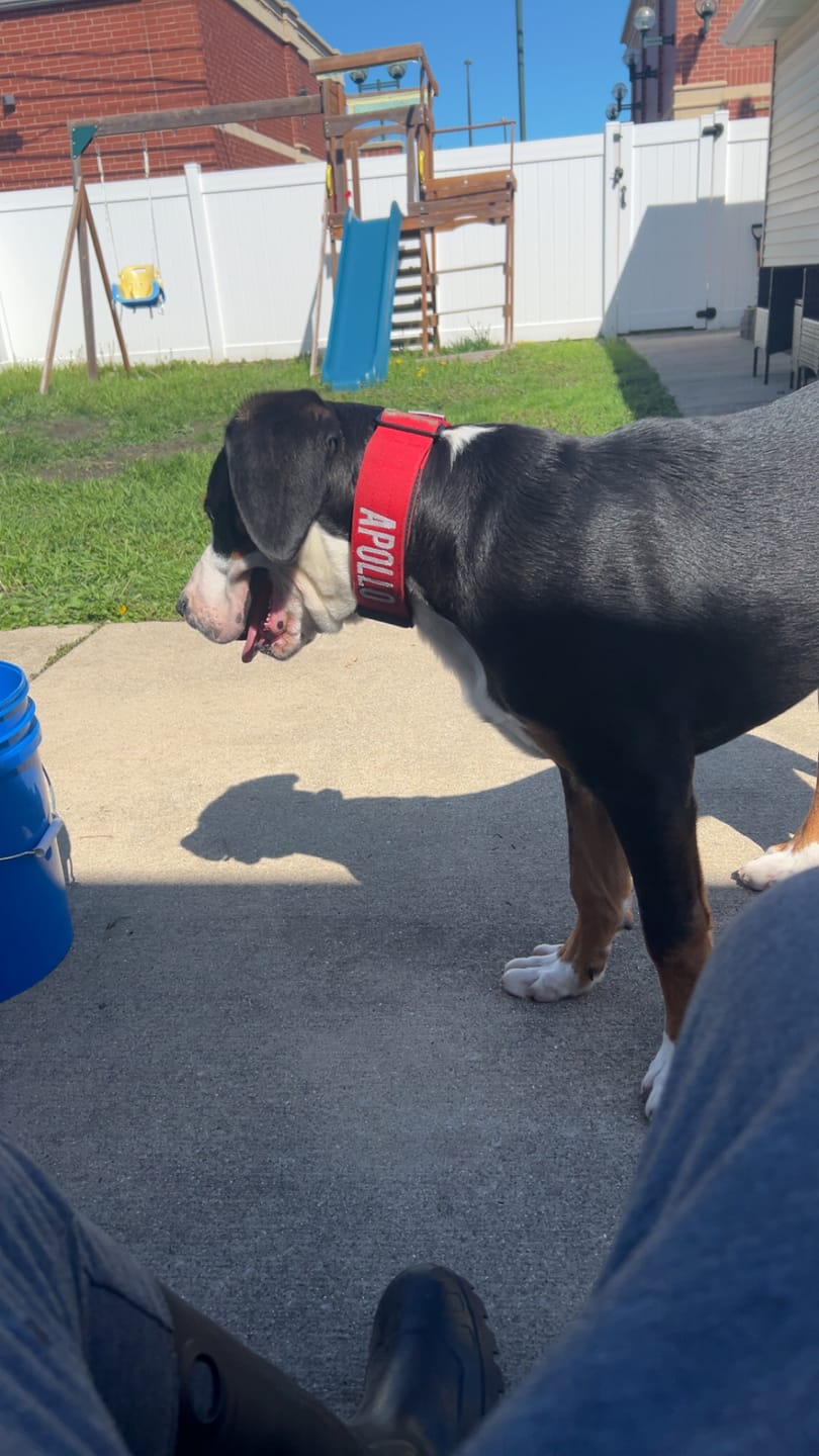 Customer photo review of Red Bully Proof Collar