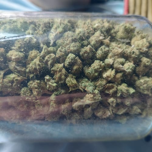 Ice Cream Cake Minis - Bulk Minis - Indica photo review