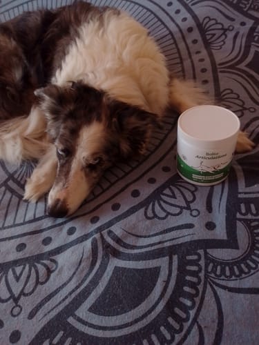 Le chien d'une cliente se repose sur une couverture à côté du pot de Complément articulations.