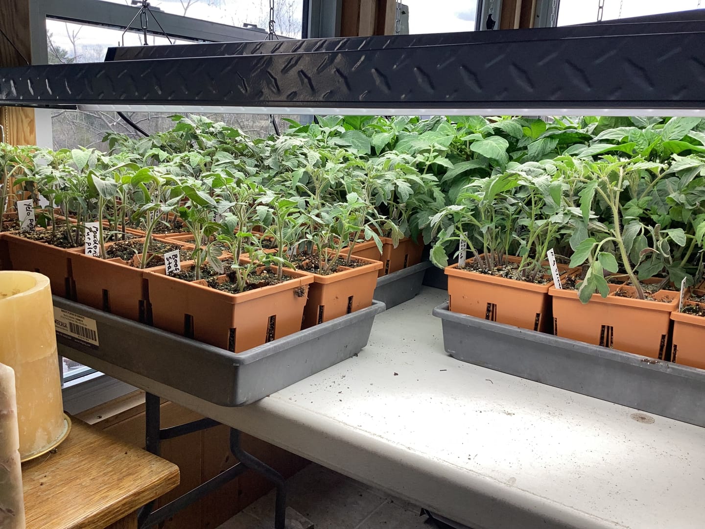 Customer photo review of 4-Cell Seed Starter Set