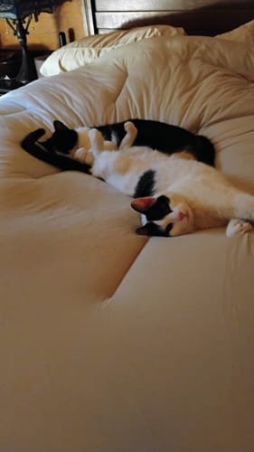 Customer photo review of MarshMellow Comforter