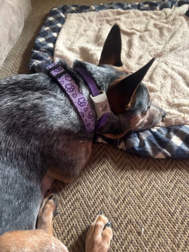 Customer's dog wearing the purple PawLax Collar while calmly resting on a bed.
