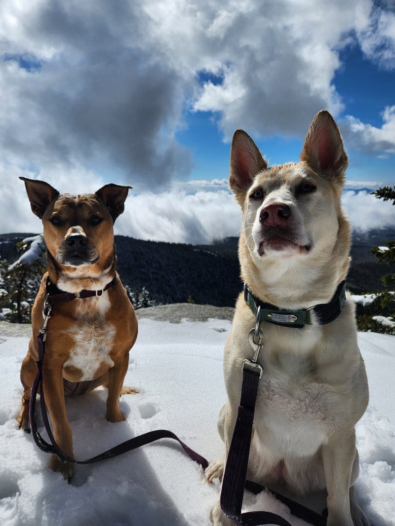 Customer photo review of FI Martingale Collar