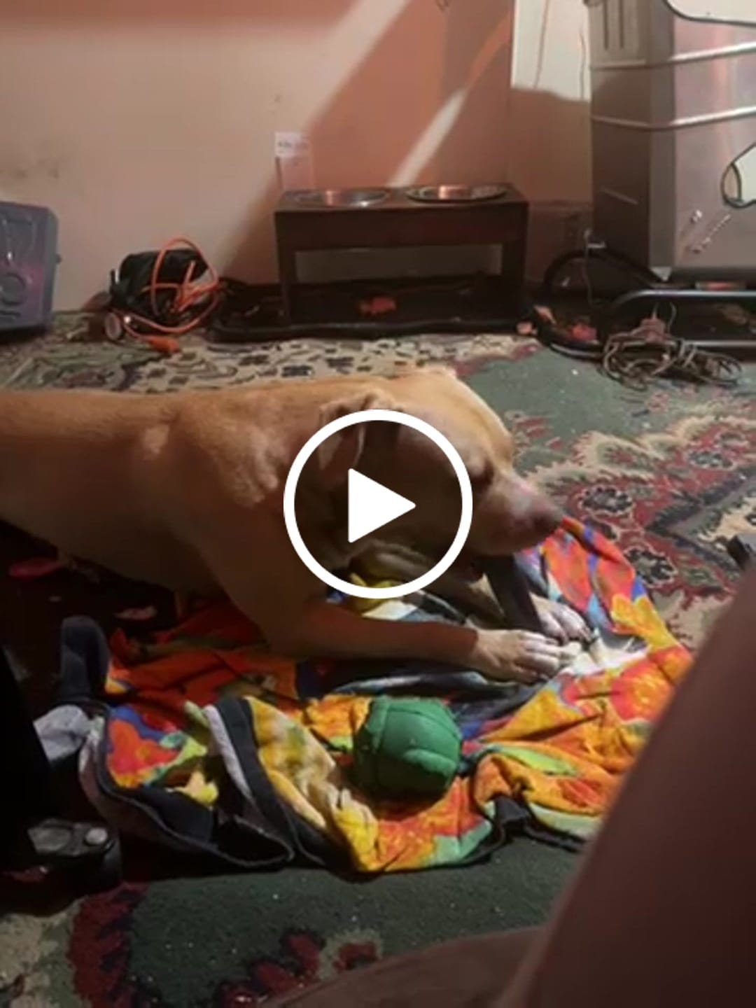 Customer video review of Long-Lasting Yak Chews — 4 Flavor Pack