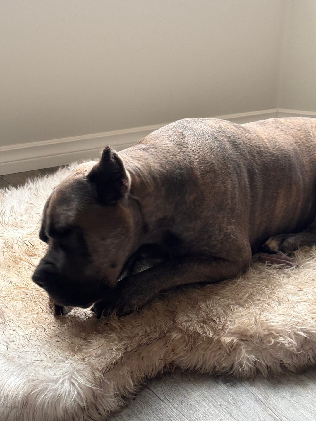 Customer photo review of 12 Inch Braided Jerky Stick