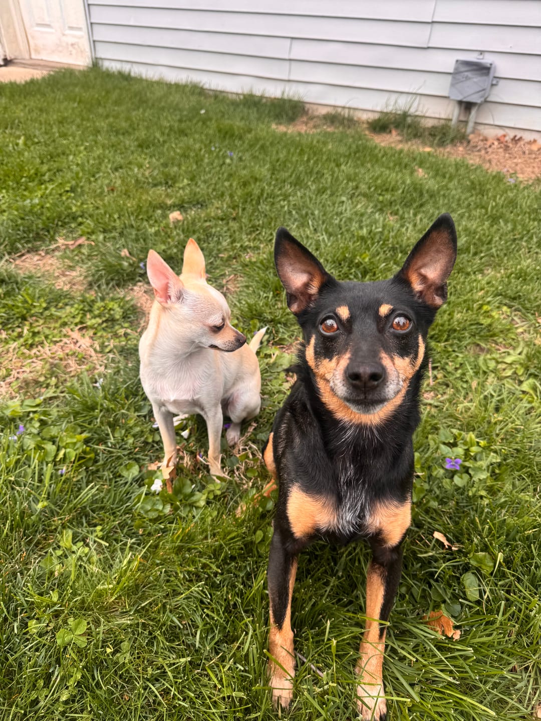 Customer photo review of Dog Hoodie Prints