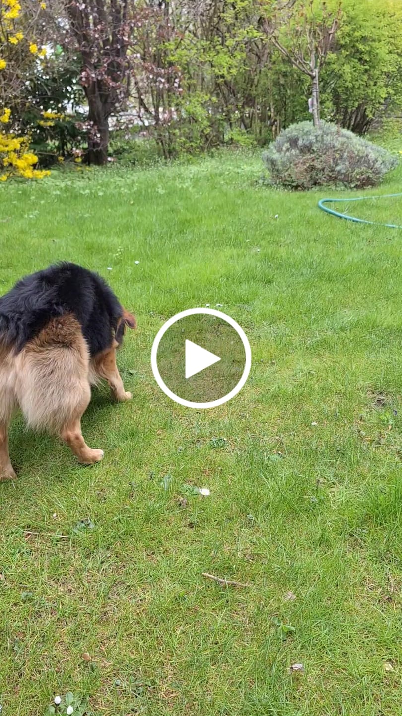 Customer video review of Wurmtest Basic Hund