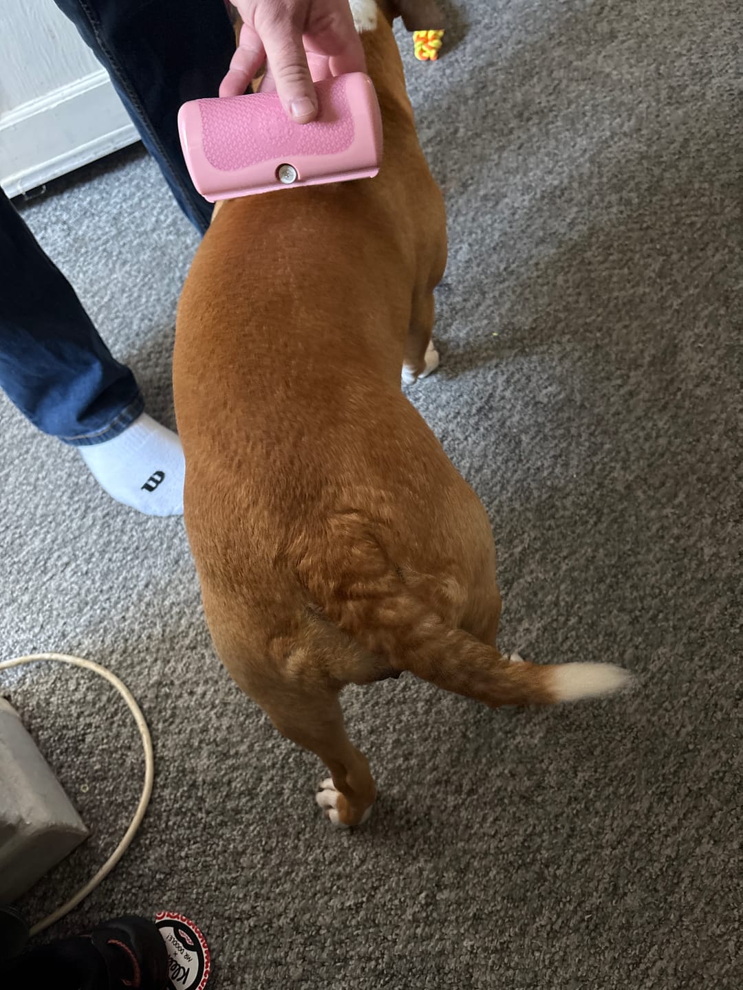 Customer photo review of Dog Deshedding Comb - Dog, Horse & Cat - Pink