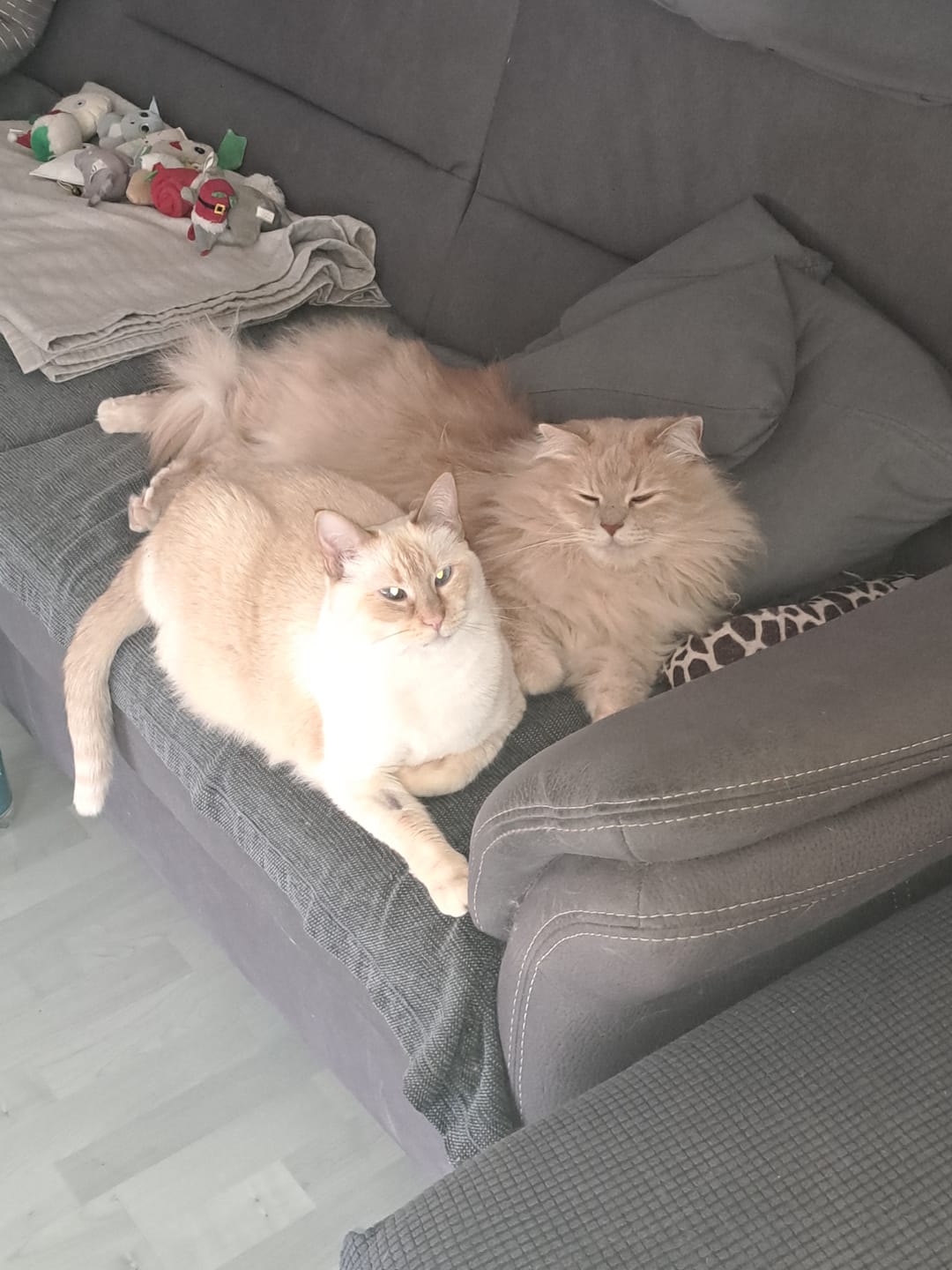 Customer photo review of Katzenklo Schaufel