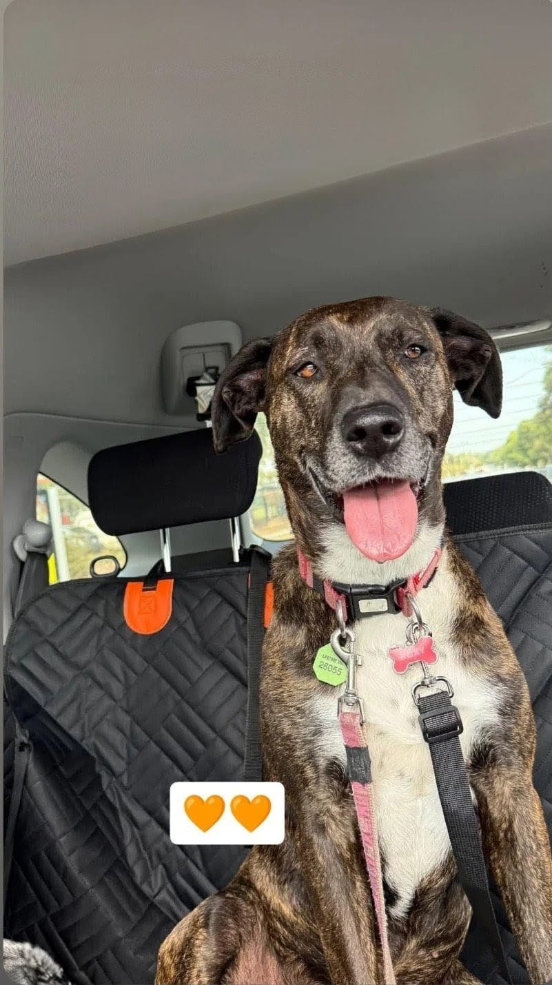 Customer photo review of Marlo&Co™ Dog Seat Cover