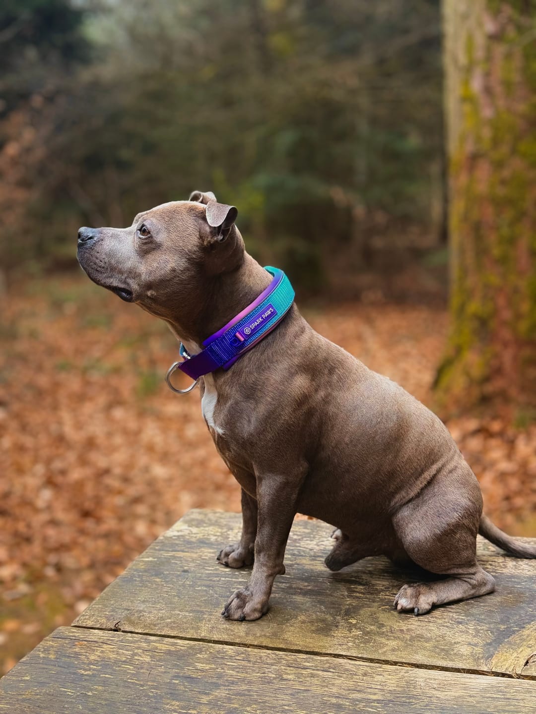 Customer photo review of Cushioned Martingale Collar - 90s Retro