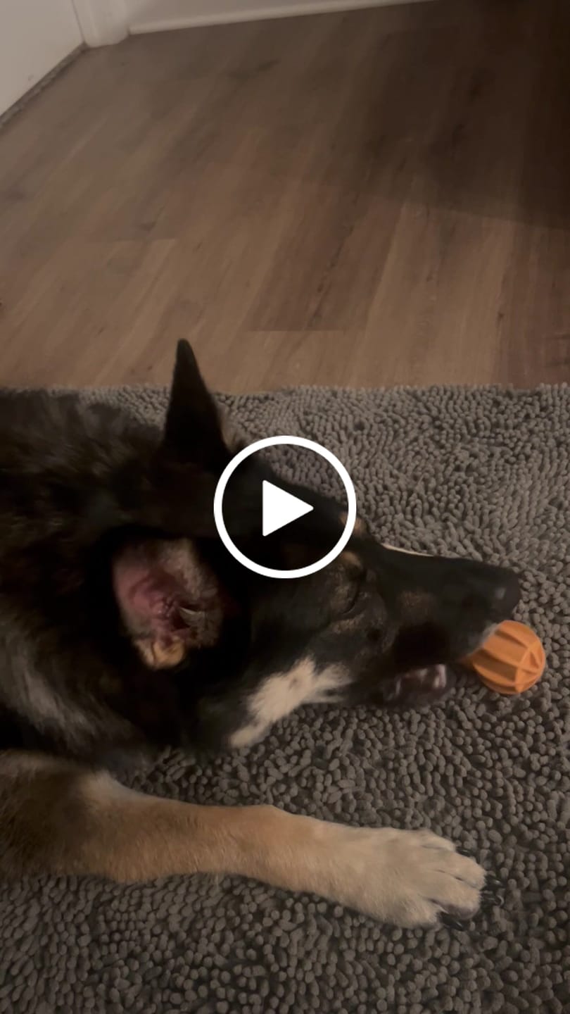 Customer video review of Blueberry Yak Chews