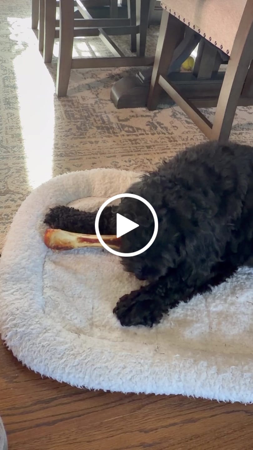 Customer video review of Ostrich Hip Bone (12" x 5"x 3”): The Durable, Flavor-Packed Chew for Medium & Large Dogs