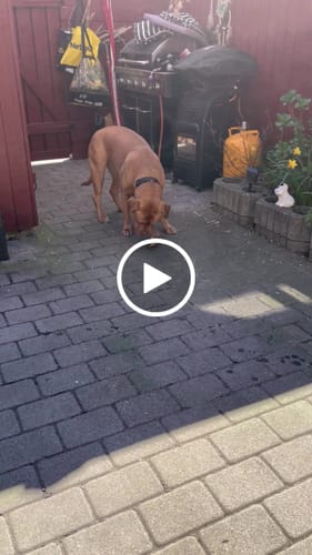 Customer video review of Snack it - Griseskulderblad