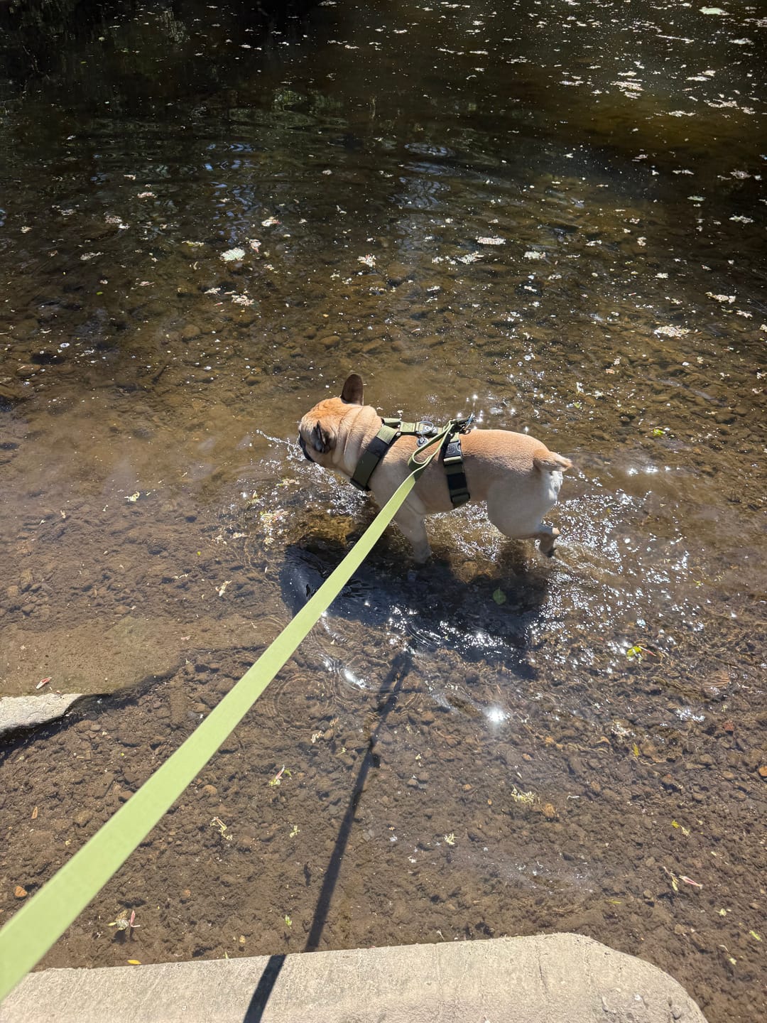 Customer photo review of Adjustable Billowthane Lead | 2-3 metres - Khaki