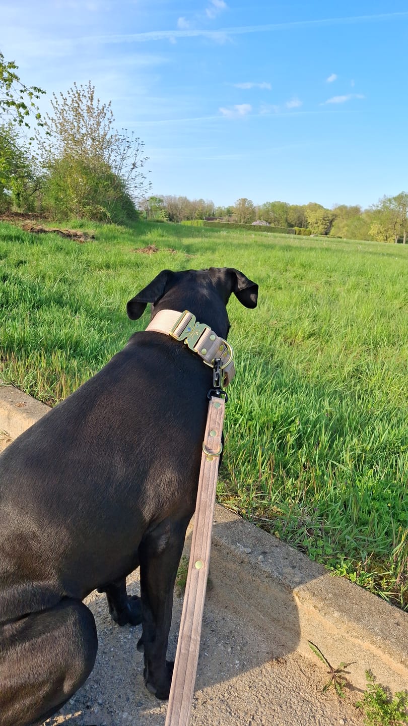 Customer photo review of Multi Guard Leash Golden Beige - Multi-väktarkoppel